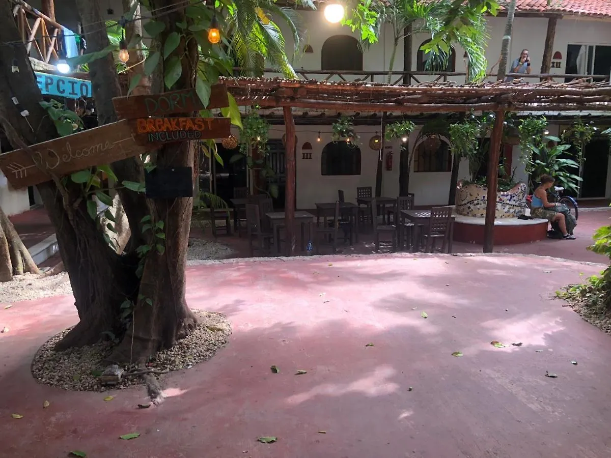 Hostal Mx 5Th Avenue Playa del Carmen Mexique